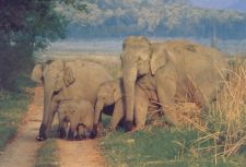 Wildlife Tour