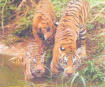 Wildlife Tour