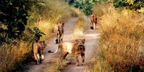 India wildlife Tour