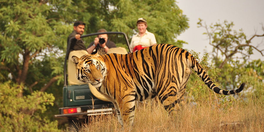 Jim Corbett National Park