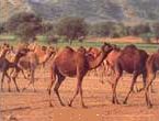 Camel Rajasthan