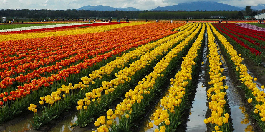 Mughal Garden Srinagar