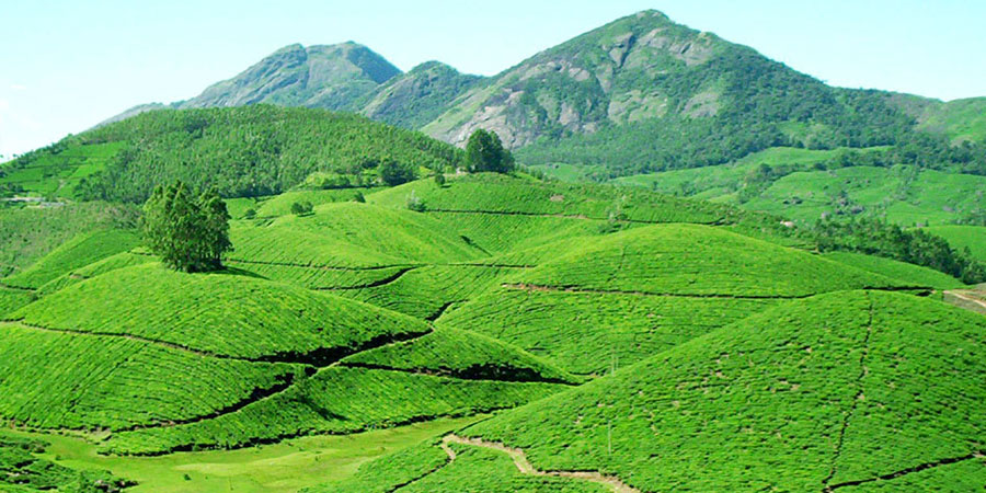 Munnar Tour