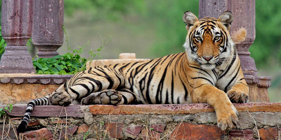 Ranthambore National Park Tour