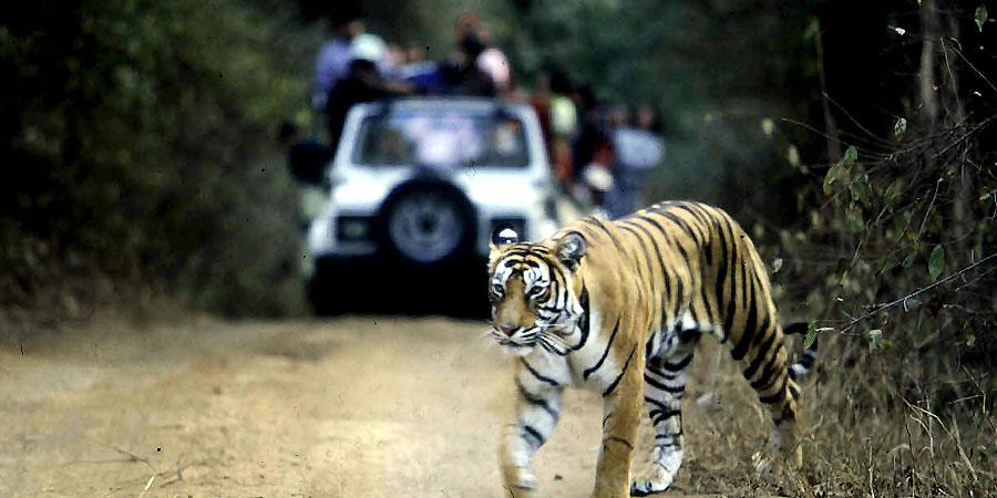 Wildlife Tour Ranthambore