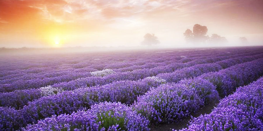 Saffron Fields Kashmir